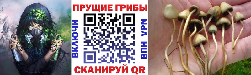 цены   Верхняя Тура  Галлюциногенные грибы GOLDEN TEACHER 
